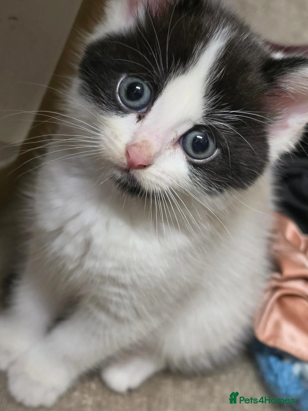 Mixed Breed cats for sale: 3 girl kitties available  in Smethwick - Advert 18