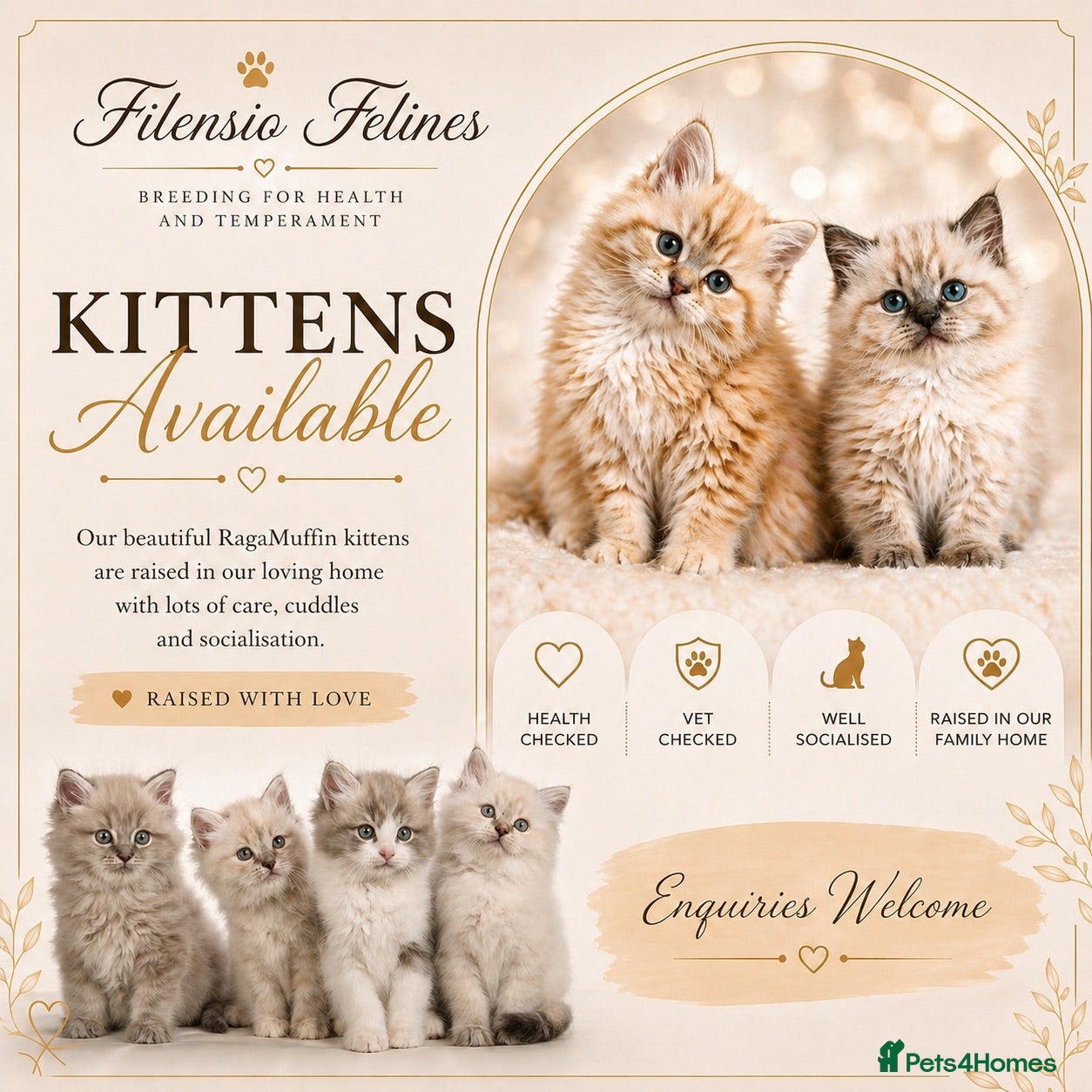 RagaMuffin cats Purebred RagaMuffin Kittens  - Advert 5