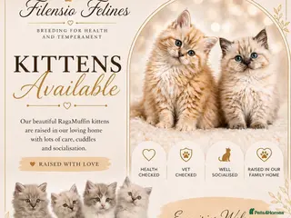RagaMuffin cats Purebred RagaMuffin Kittens - Advert 5