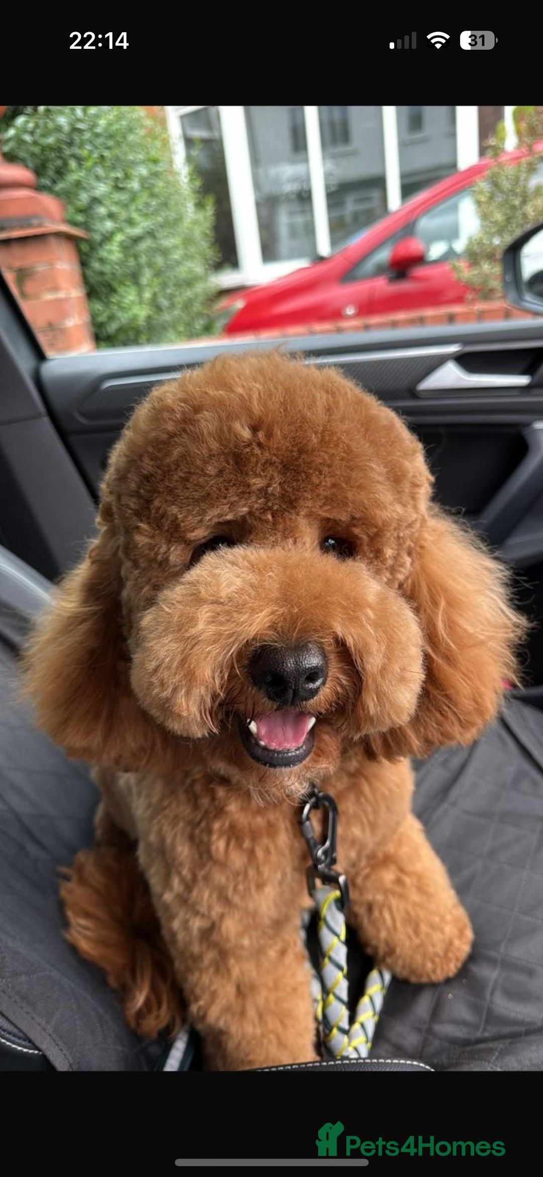 Cockapoo dogs for sale: 🎀 FLUFFY COCKAPOO PUPPIES - LAST TWO REMAINING🎀 - Advert 3