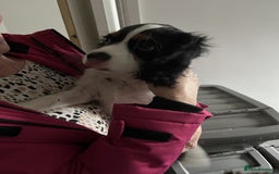 Cavalier King Charles Spaniel dogs for sale: 1 Tri Chocolate Carrier Health Tested Parents - Image 7