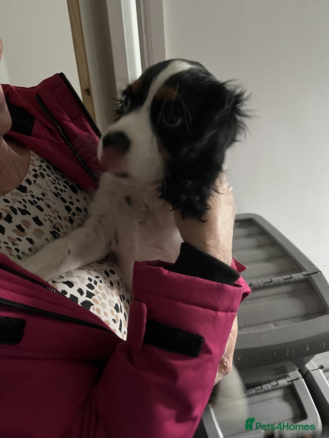 Cavalier King Charles Spaniel dogs for sale: 1 Tri Chocolate Carrier Health Tested Parents - Image 7