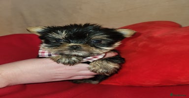 Yorkshire Terrier dogs - Advert 13