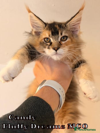 Maine Coon cats - Advert 13