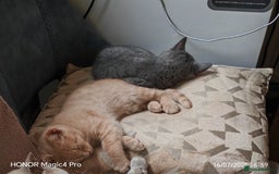 British Shorthair cats for sale: Beautiful British short-hair cross - Image 7