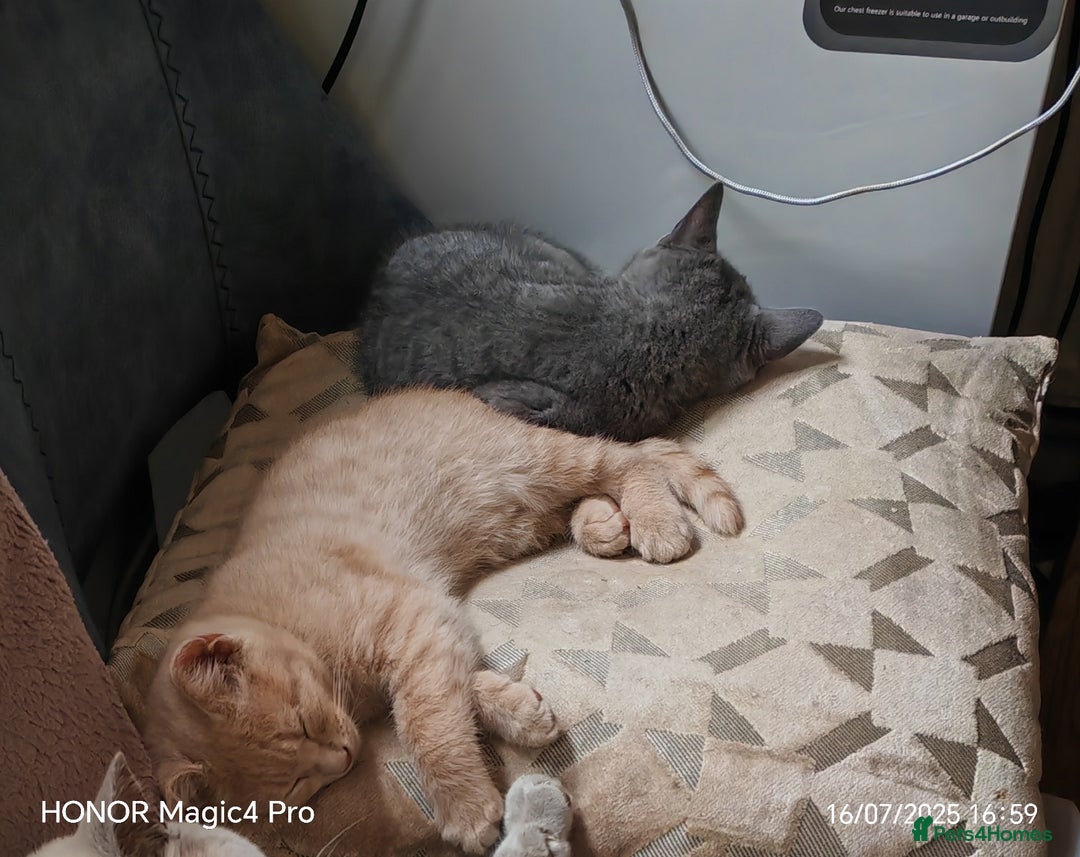 British Shorthair cats for sale: Beautiful British short-hair cross - Image 7