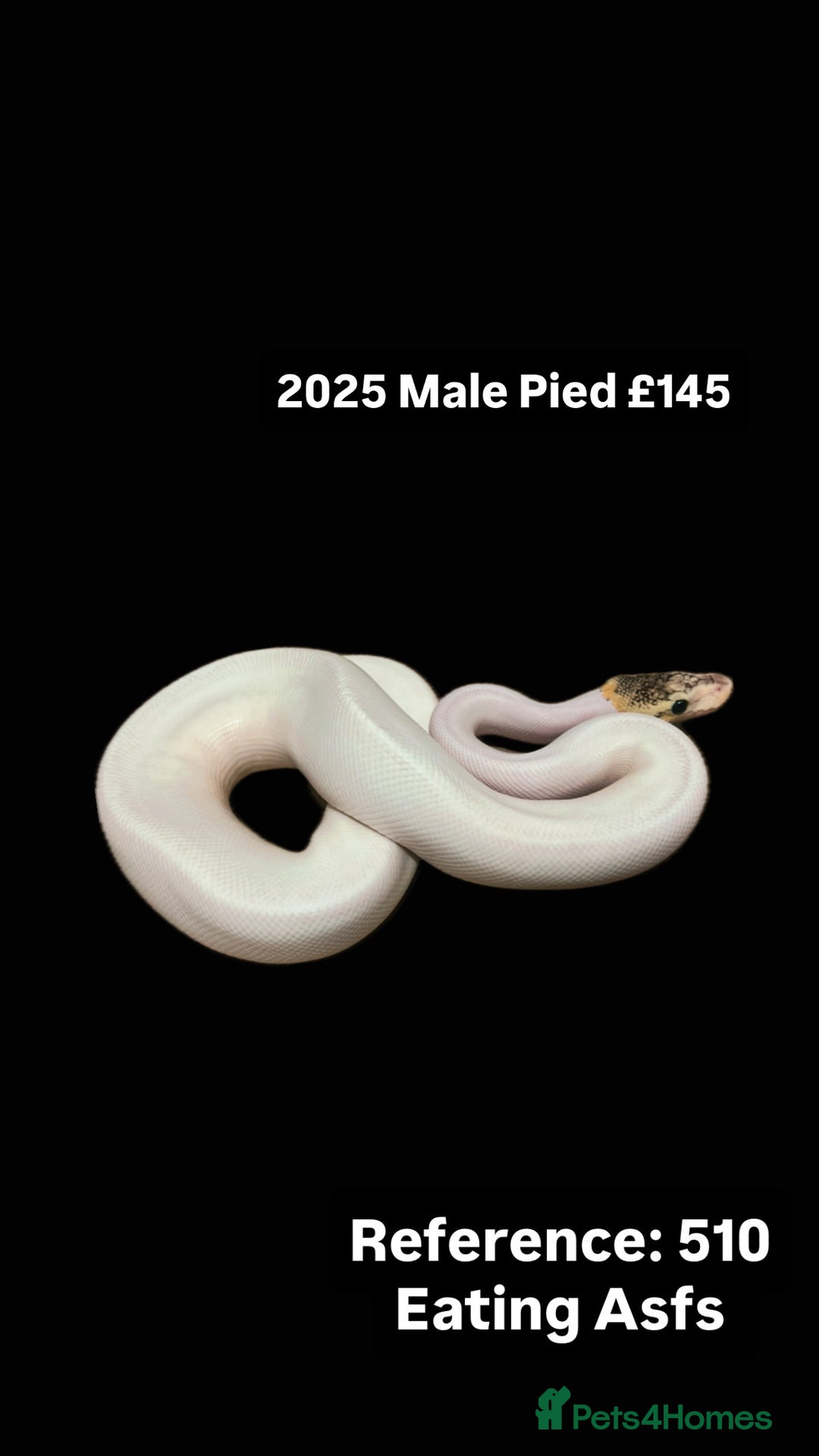 Python Snake reptiles for sale: Various 2025 Pied Ball Pythons Royal Snake - Advert 4
