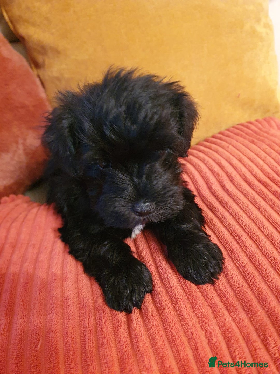 Miniature Schnauzer dogs for sale: Stunning kc registered miniature schnauzer pups. - Image 6