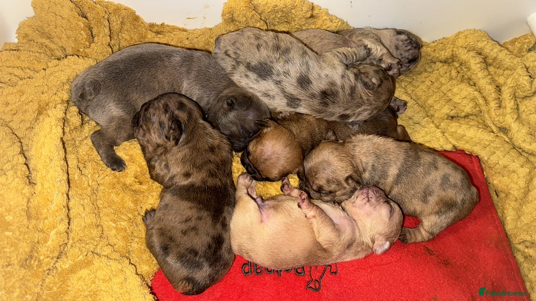 French Bulldog dogs for sale: New litter coming Kc frenchies in Milton Keynes - Image 4