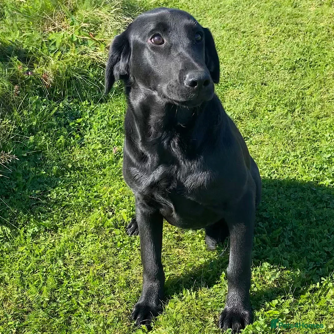 Labrador Retriever dogs for sale: Young & Biddable, Ready For Forever Home - Advert 1