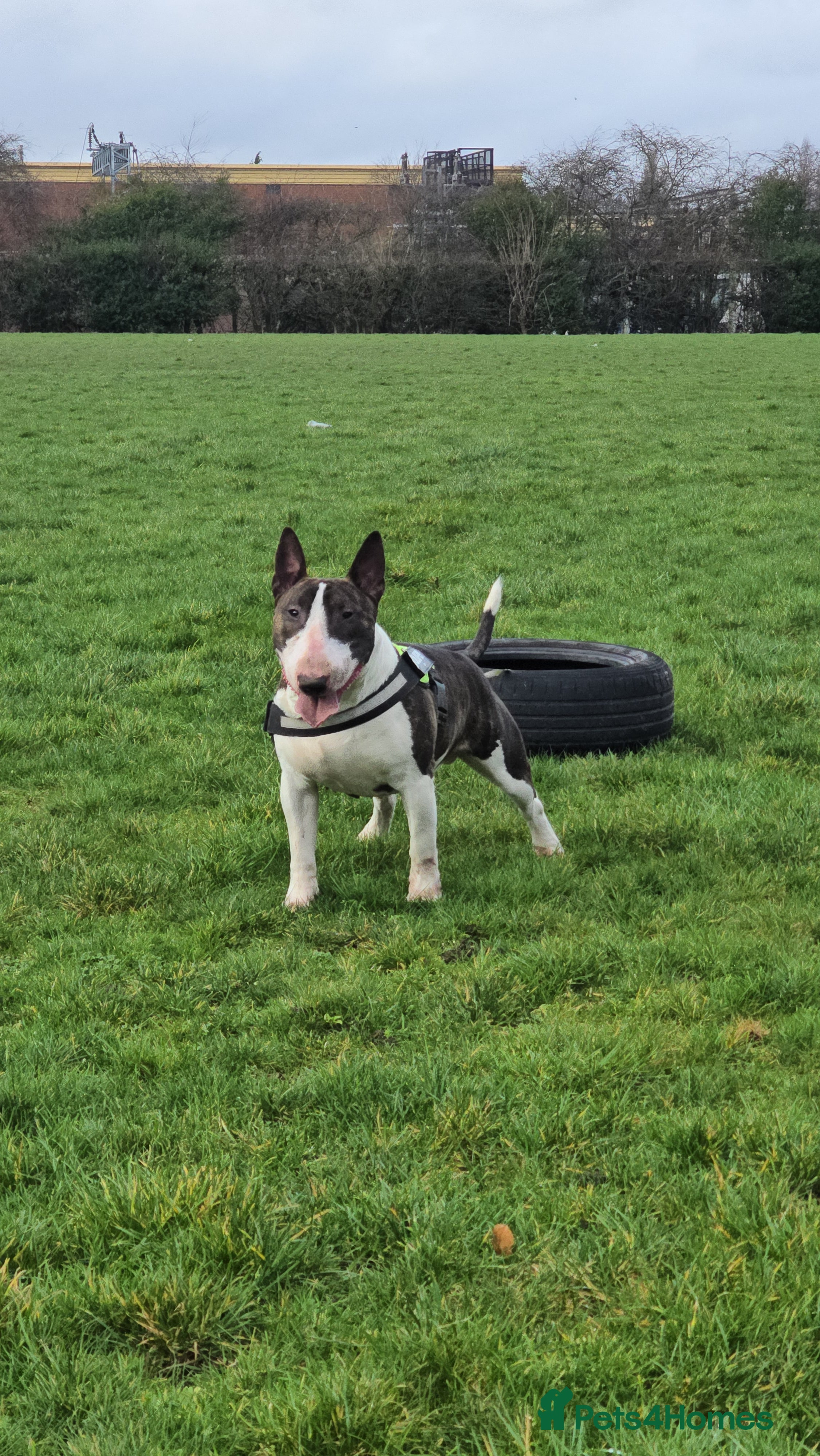 English Bull Terrier dogs TOP PEDIGREE IN UK, CRUFTS QUALIFIER, CHAMP FAMILY - Advert 3