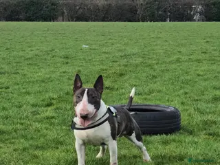 English Bull Terrier dogs TOP PEDIGREE IN UK, CRUFTS QUALIFIER, CHAMP FAMILY - Advert 3