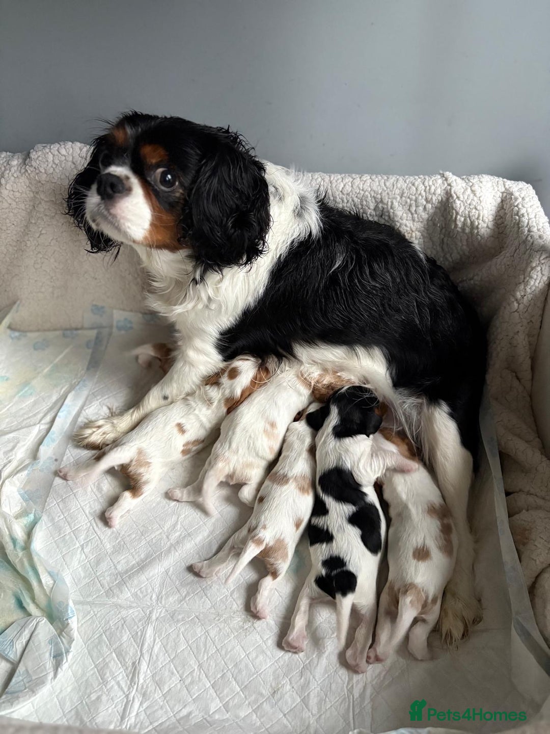 Cavalier King Charles Spaniel dogs for sale: Beautiful Blenheim King Charles spaniel pups    - Advert 8