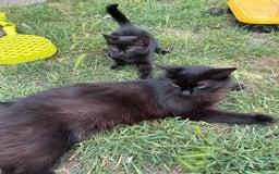 Dwelf cats for sale: no name - Image 2