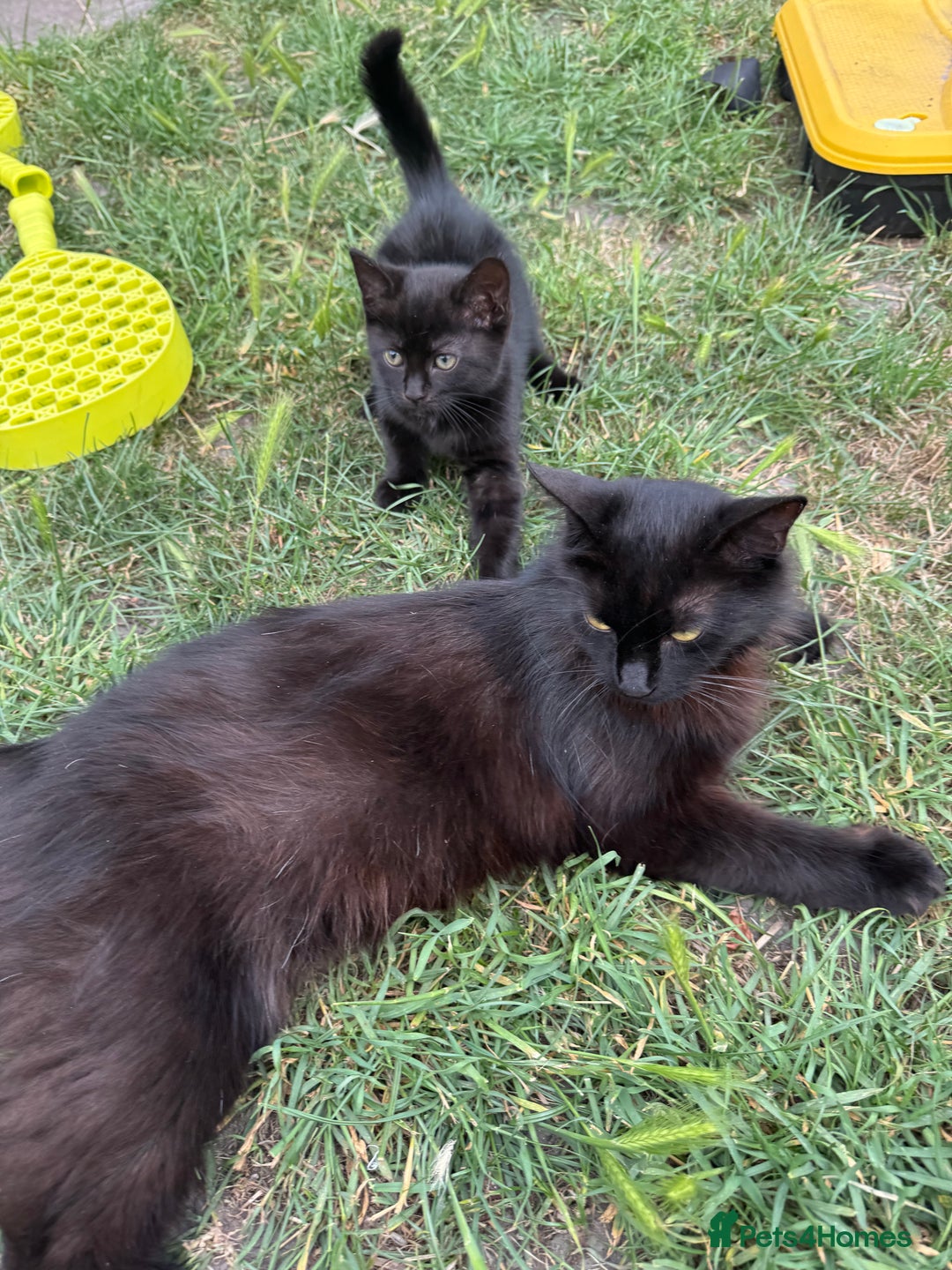 Dwelf cats for sale: no name - Image 2