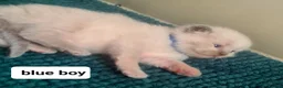 Ragdoll cats for sale: Ragdoll kittens for sale  in Leicester - Advert 4