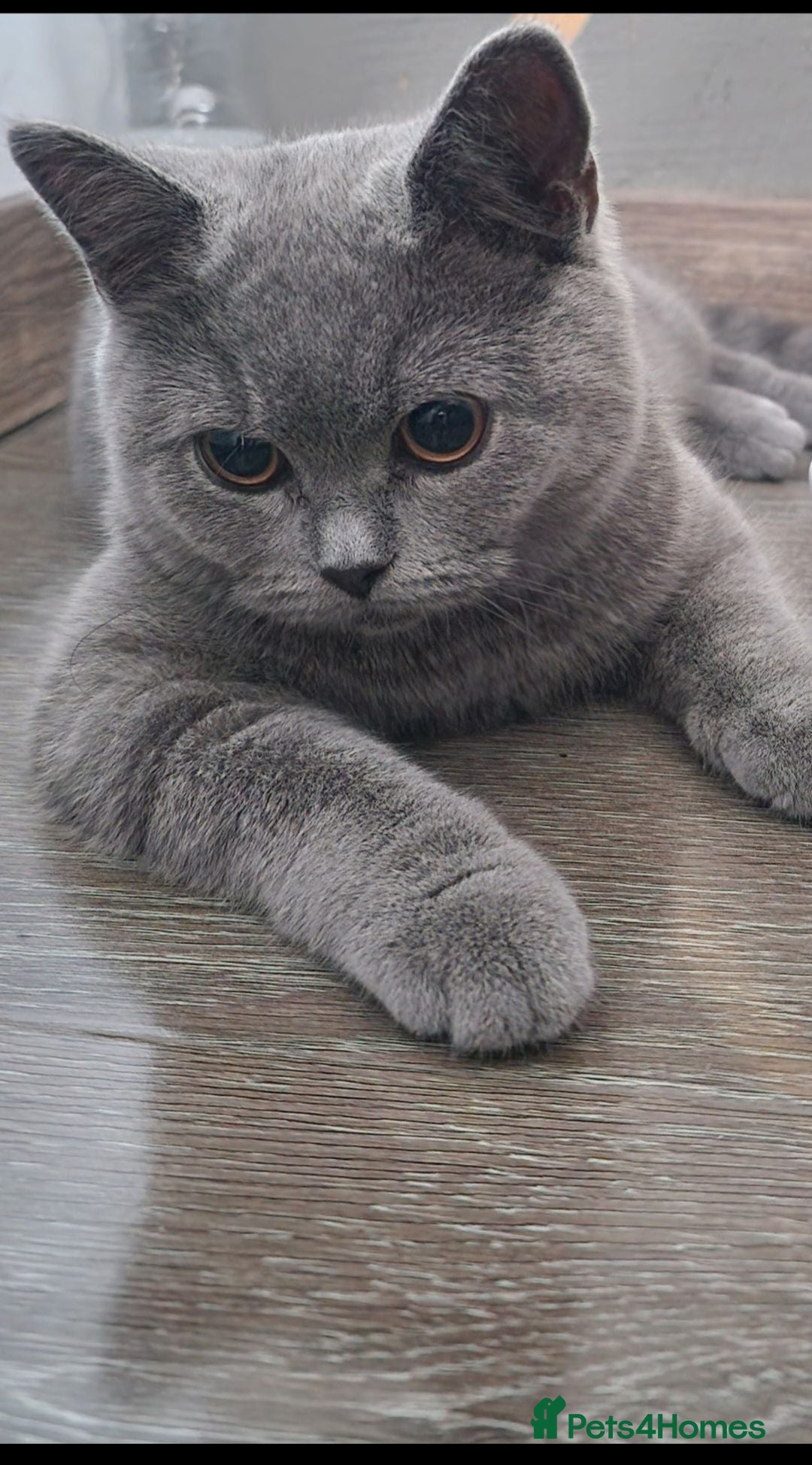 Mixed Breed cats British Shorthair cross Scottish  - Advert 16