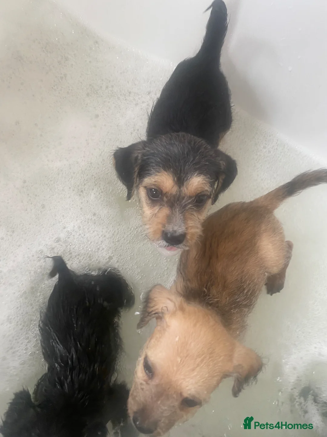 Jug dogs for sale: jugs ready to find ther perfect new homes 🥰 - Advert 2