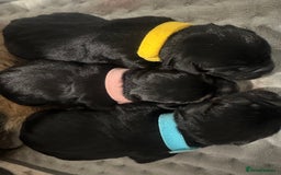 Border Terrier dogs for sale: Beautiful Border Terrier Pups - Image 6