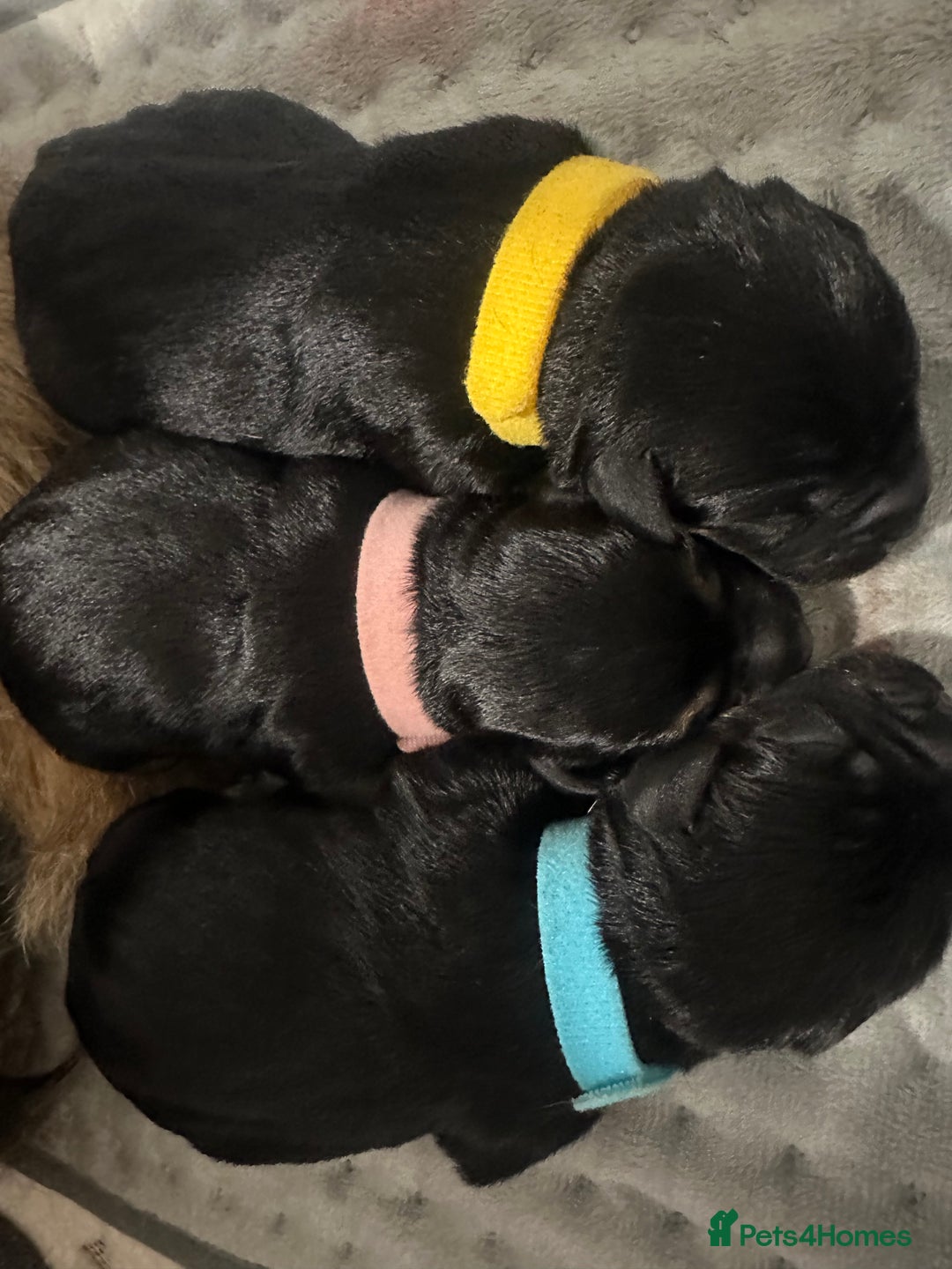 Border Terrier dogs for sale: Beautiful Border Terrier Pups - Image 6