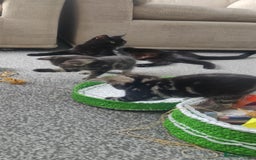 Bombay cats for sale: 4 adorable kittens for sale mixed breed litter ⁠♡ - Image 18