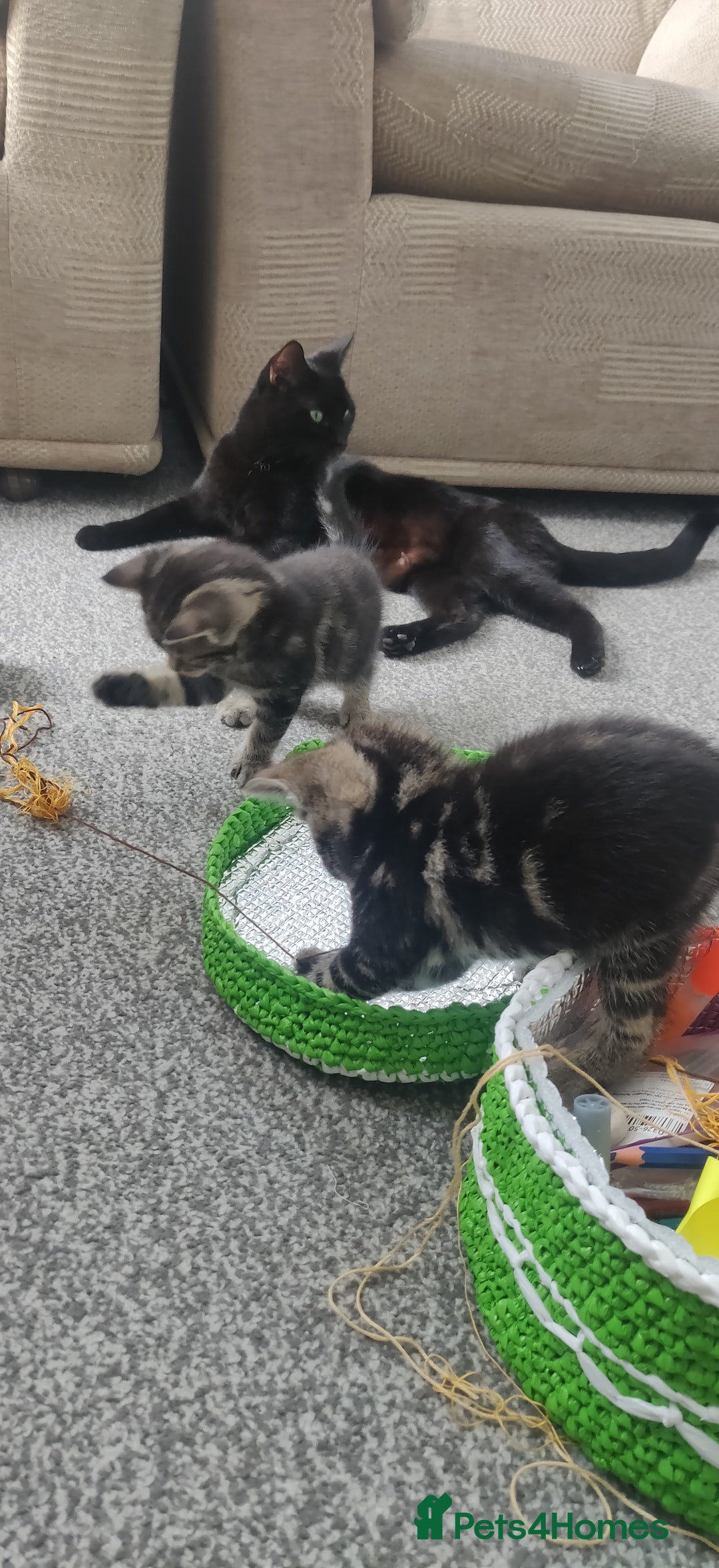 Bombay cats for sale: 4 adorable kittens for sale mixed breed litter ⁠♡ - Image 18