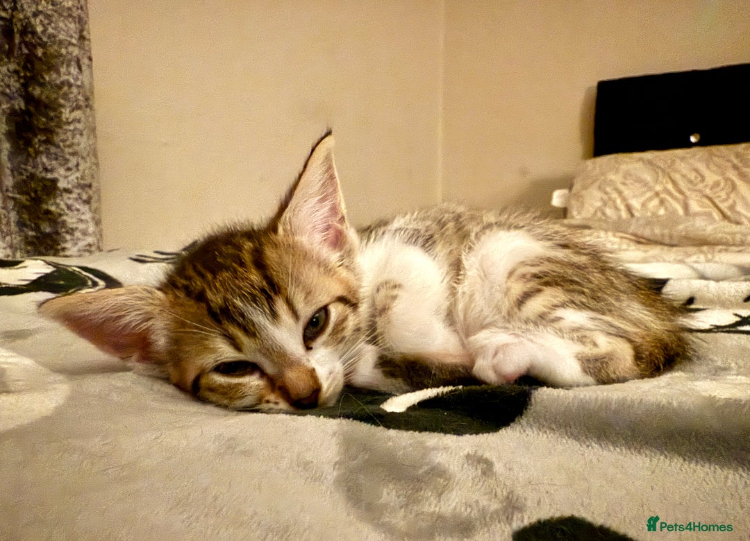 Mixed Breed cats for sale: 4 gorgeous tabby kittens - Image 14