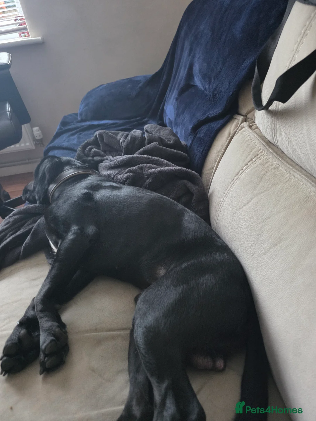 Cockerdor dogs for sale: Male cockerdor - Advert 6