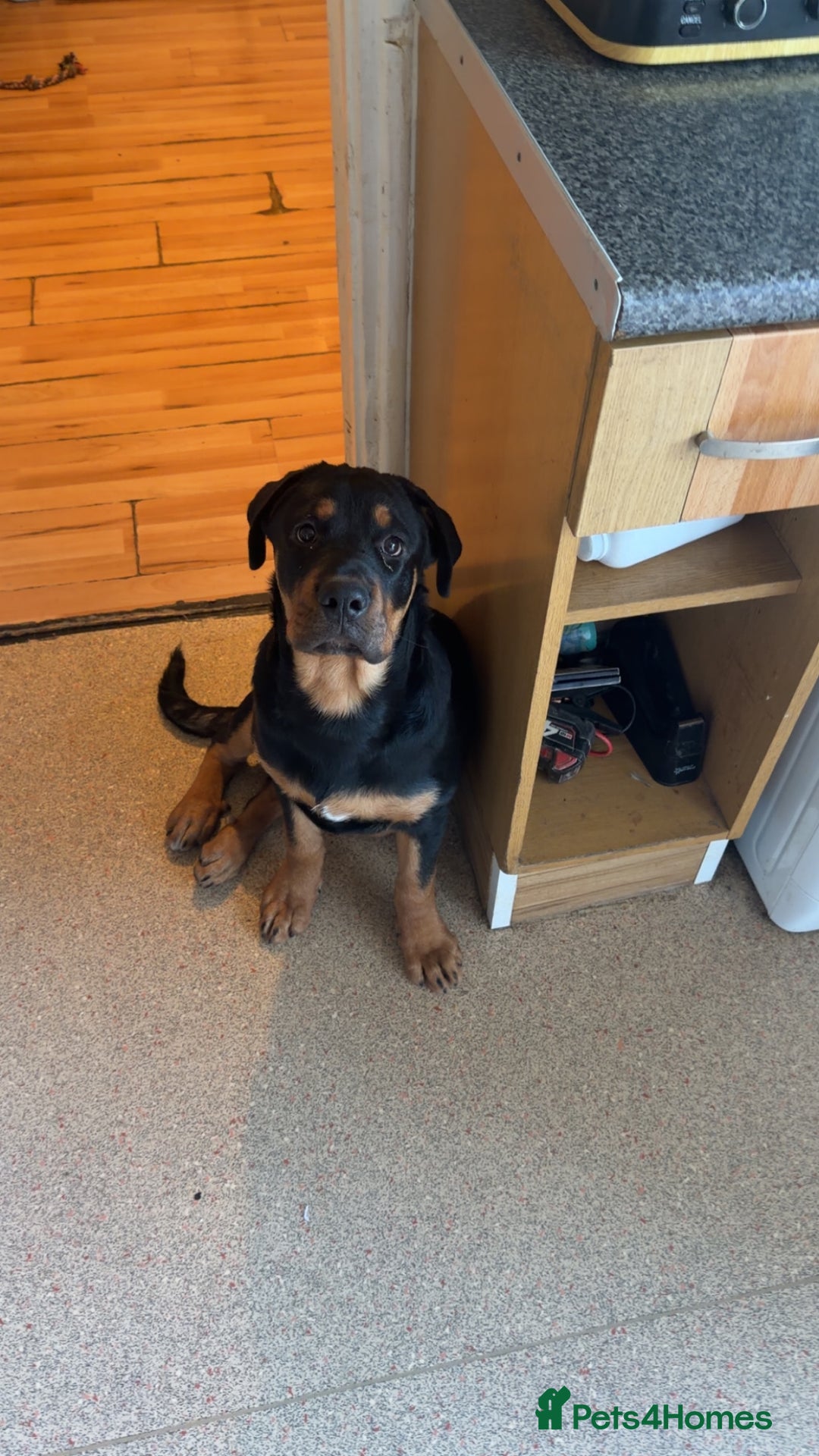 Rottweiler dogs for sale: Rottweiler  - Advert 3