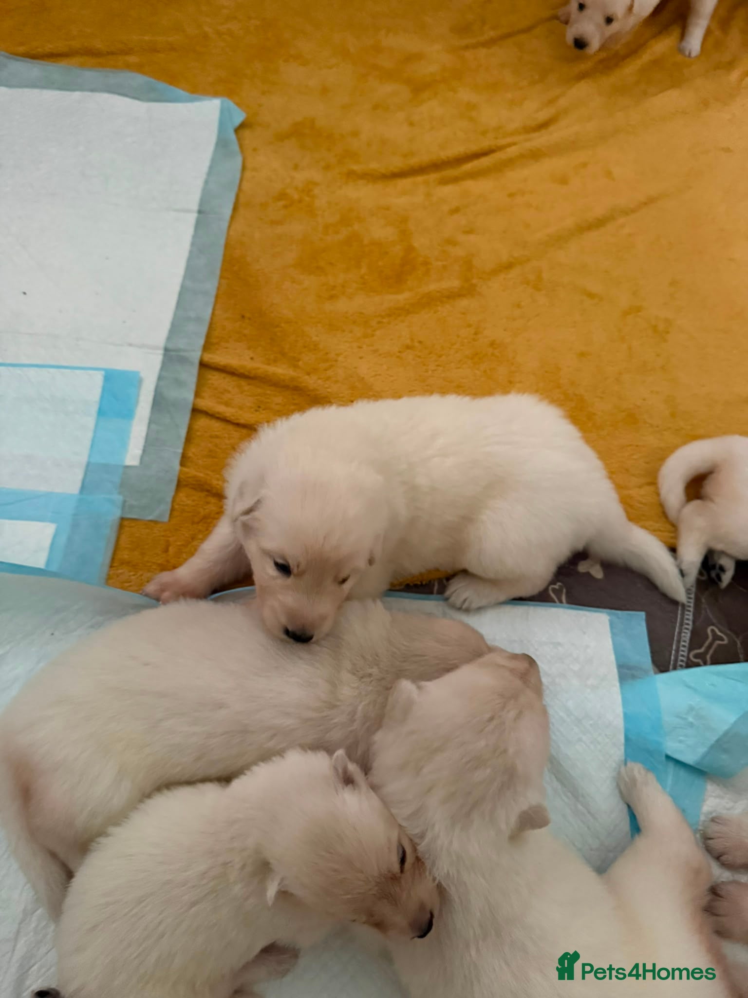 German Shepherd dogs Outstanding KC White long haired GSD pups  - Advert 2