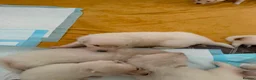 German Shepherd dogs for sale: Outstanding KC White long haired GSD pups  - Advert 24