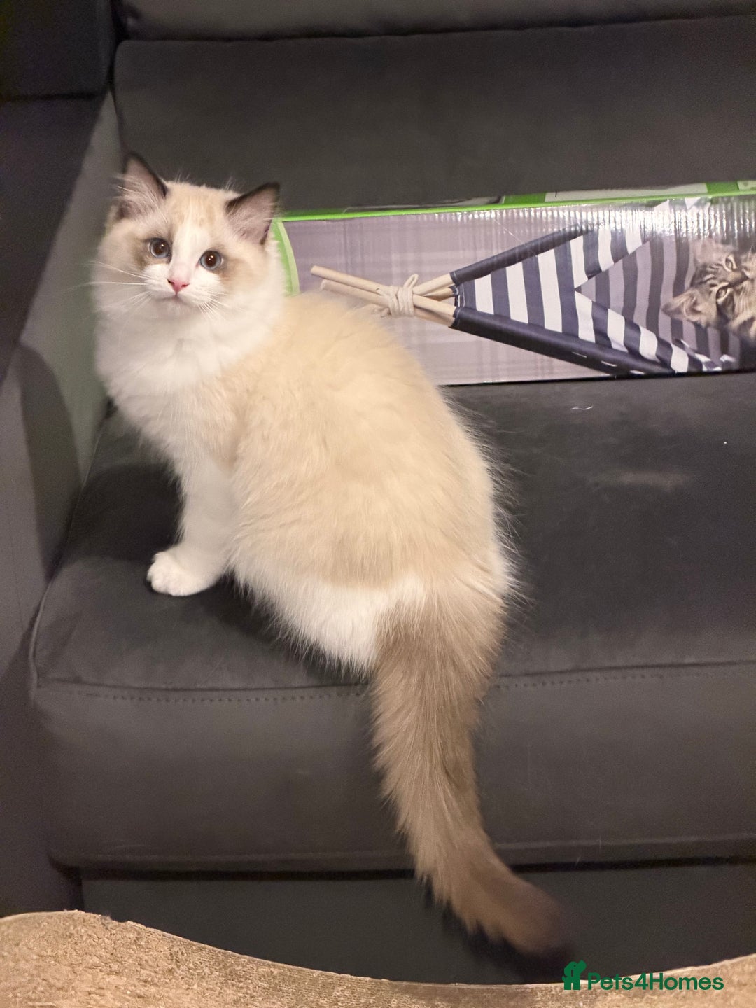 Ragdoll cats for sale: Handsome Seal Bicolour Boy 💙 - Advert 7