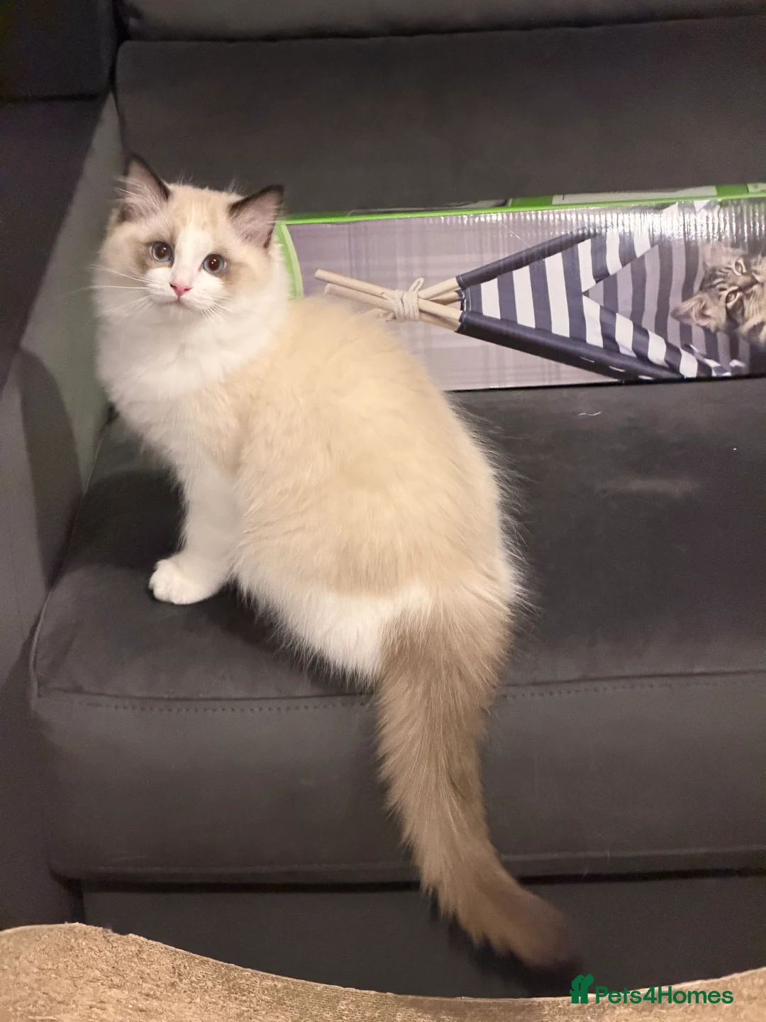 Ragdoll cats for sale: Handsome Seal Bicolour Boy 💙 - Advert 7