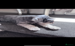 Mixed Breed dogs for sale: Miniature Schnauzer X Cockapoo - Image 8