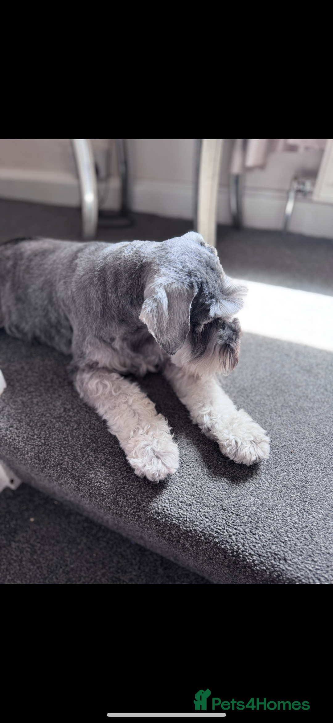 Mixed Breed dogs for sale: Miniature Schnauzer X Cockapoo - Image 8