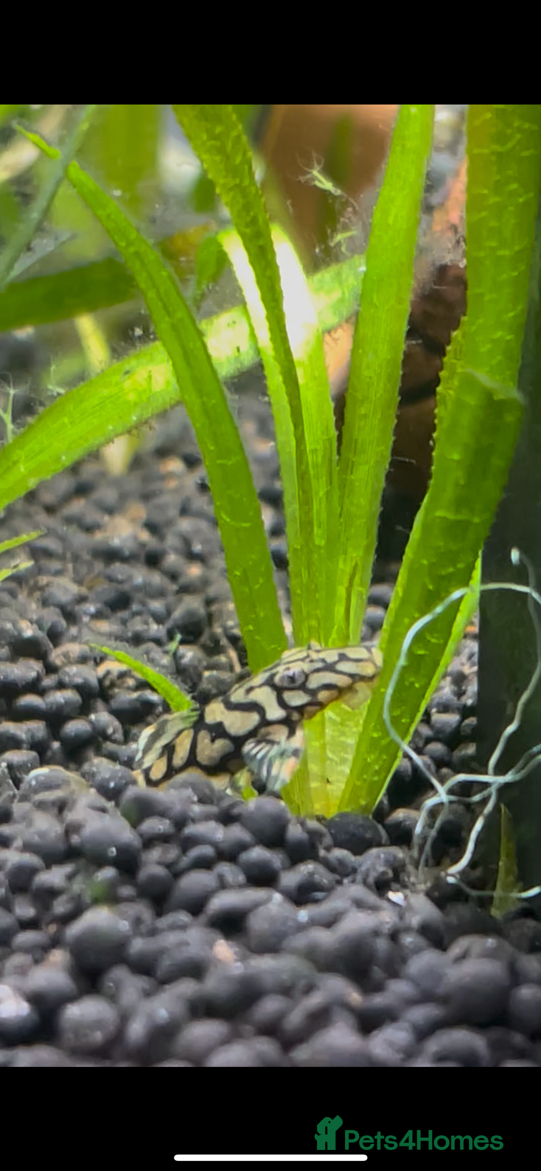 Plecos fish for sale: L519 Honeycomb Plecos  - Advert 3