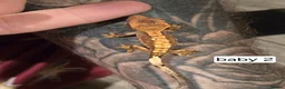 Gecko reptiles for sale: Baby crested geckos  - Advert 9