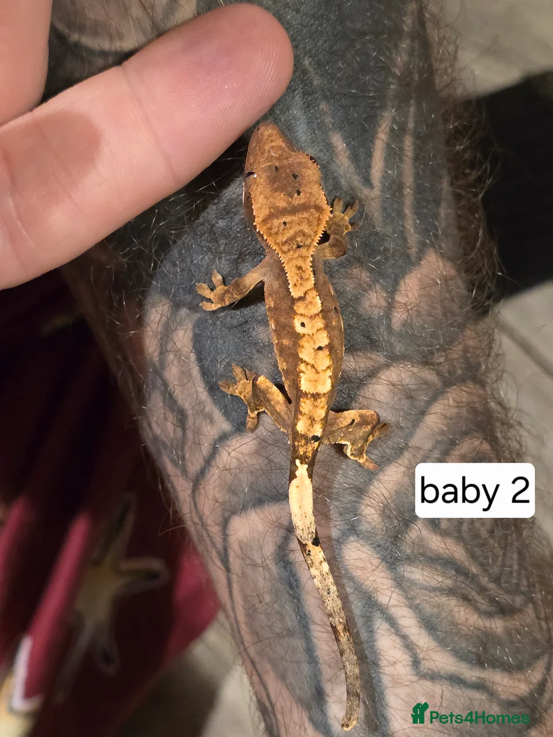 Gecko reptiles for sale: Baby crested geckos  - Advert 9