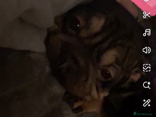 French Bulldog dogs Rehoming this beautiful frenchie cross old English - Advert 15