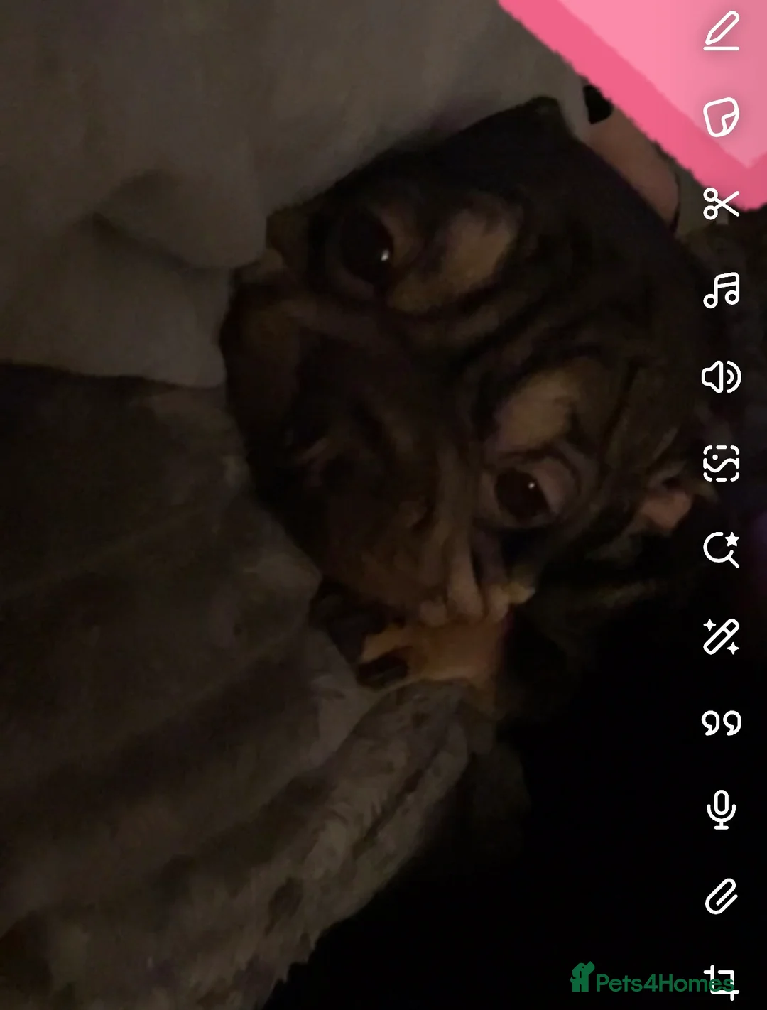 French Bulldog dogs for sale: Rehoming this beautiful frenchie cross old English - Advert 1