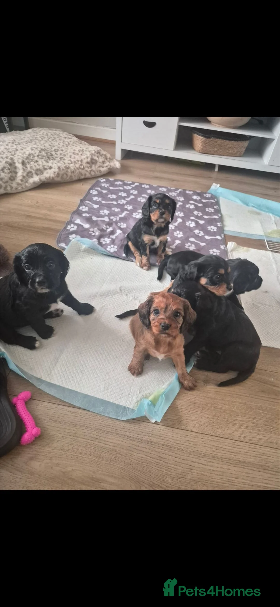 Cockalier dogs for sale: Cockaliers  in Sunderland - Advert 5