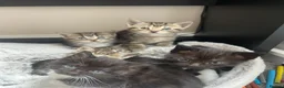 Mixed Breed cats for sale: Beautiful kittens for sale. - Advert 8
