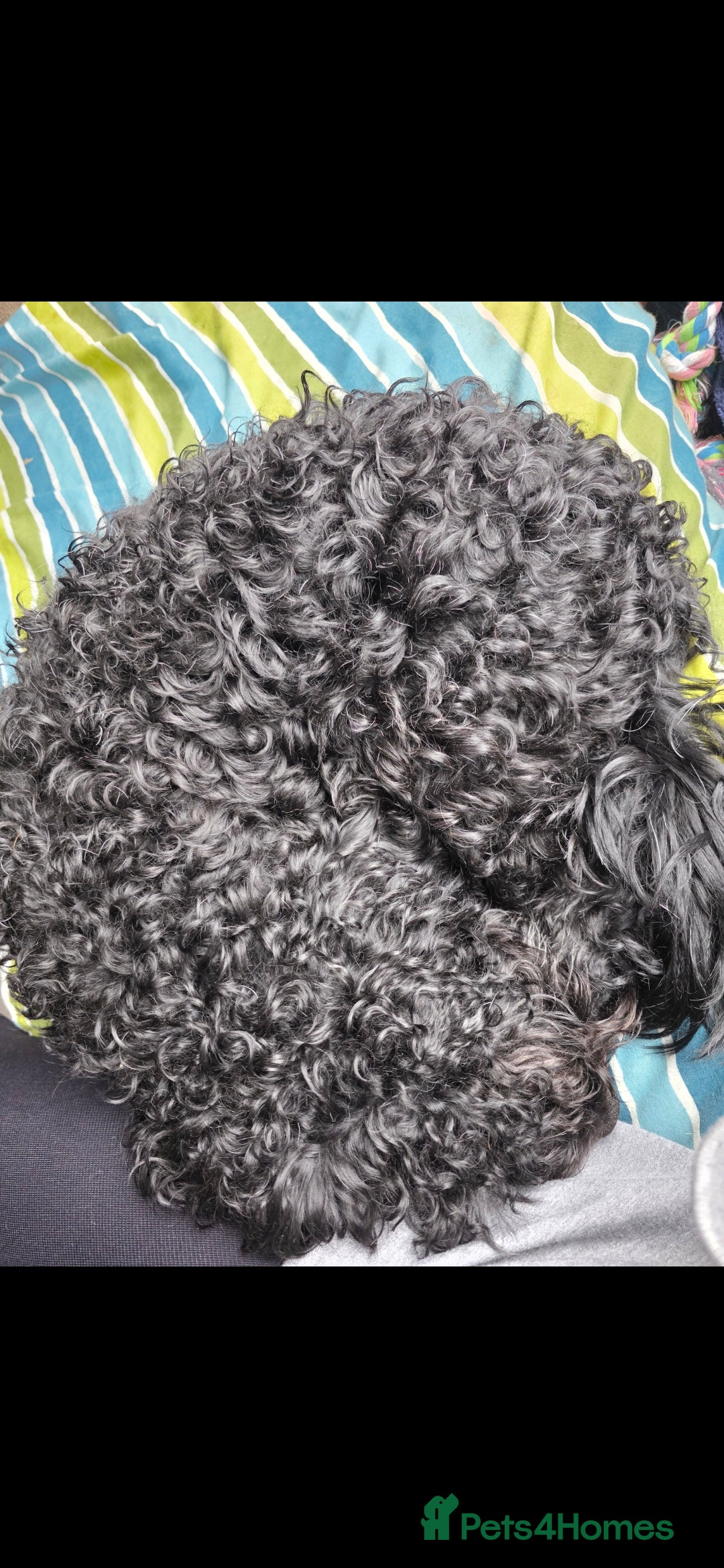 Doxiepoo dogs for sale: OZZY (daxiepoo) - Image 8
