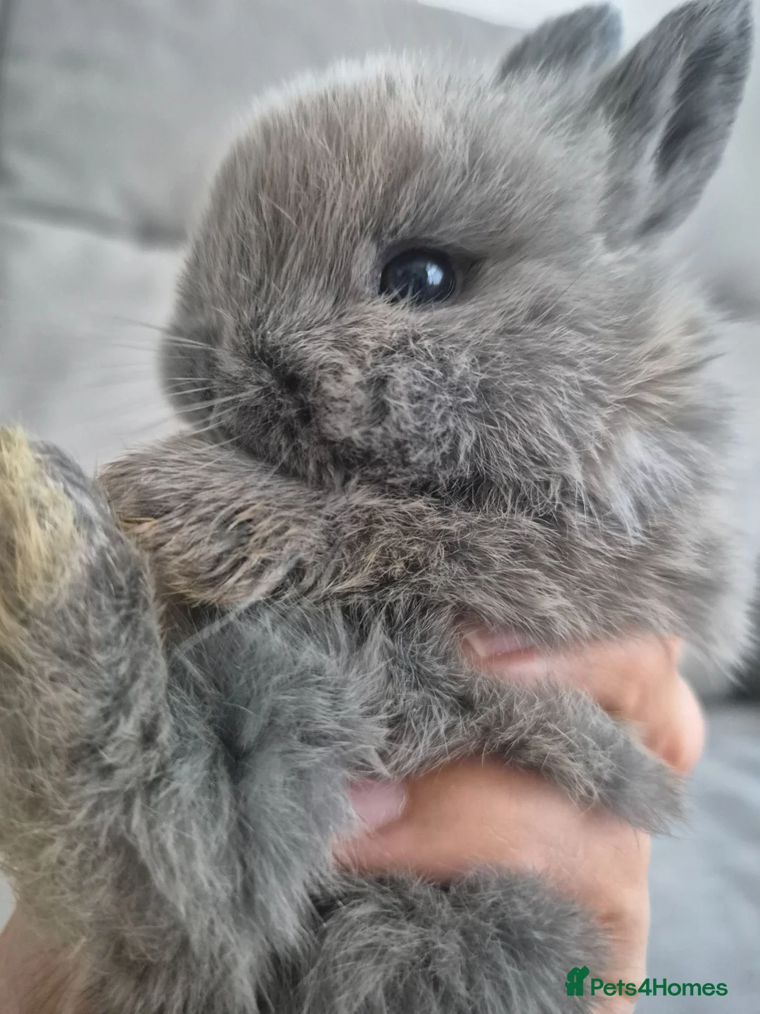 Mixed Breed rabbits for sale: Rabbits león had  in Northampton - Advert 2