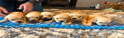 Golden Retriever dogs for sale: Gorgeous goldens - Advert 2