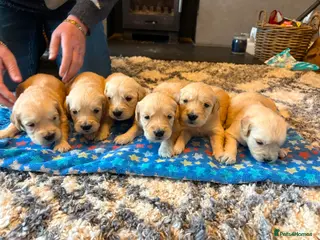 Golden Retriever dogs Gorgeous goldens - Advert 1