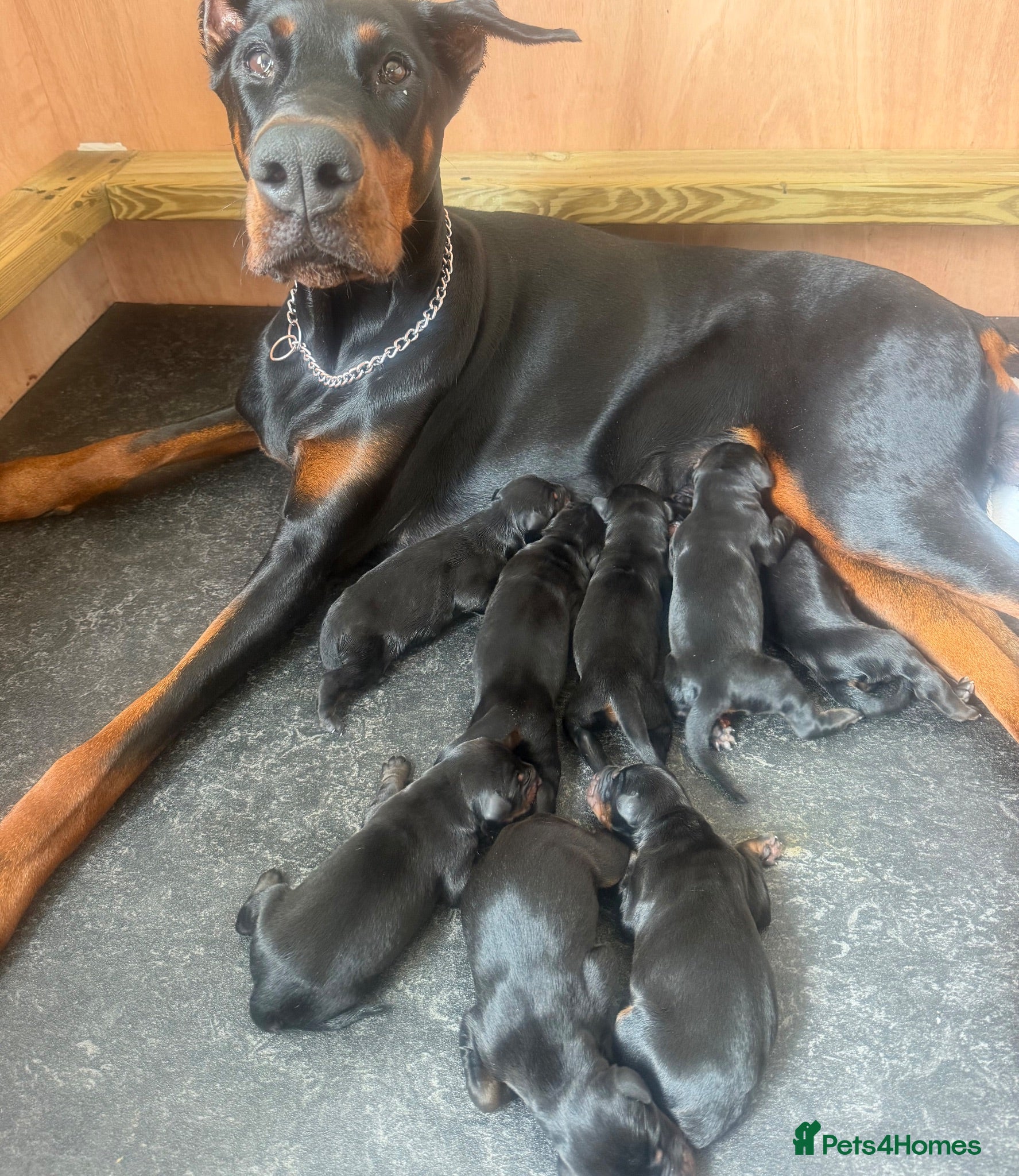 Dobermann dogs Beautiful Doberman puppies - Advert 1