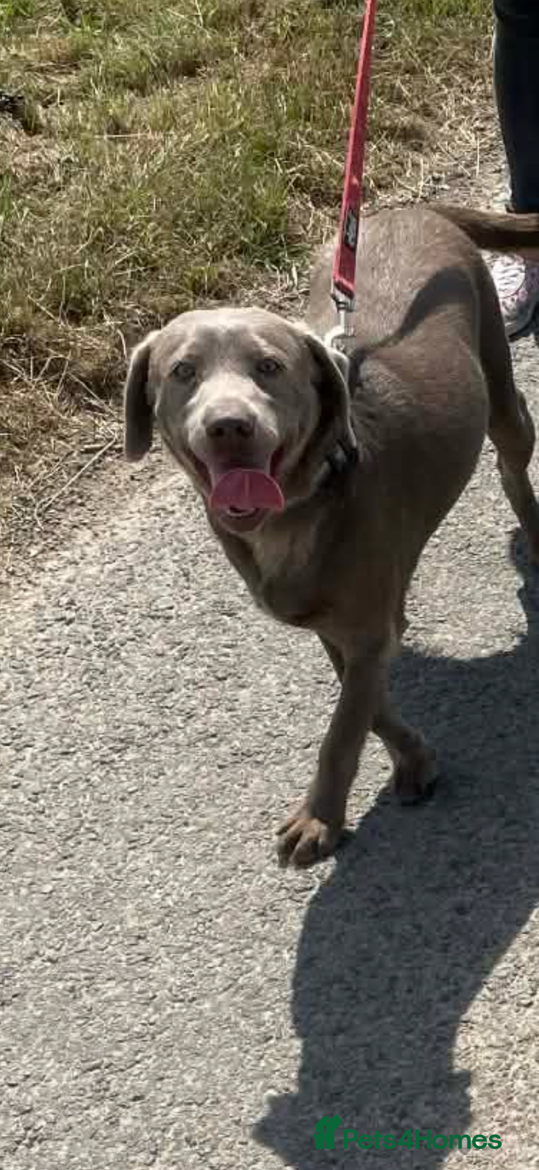 Labrador Retriever dogs for sale: Silver Labrador  - Advert 2