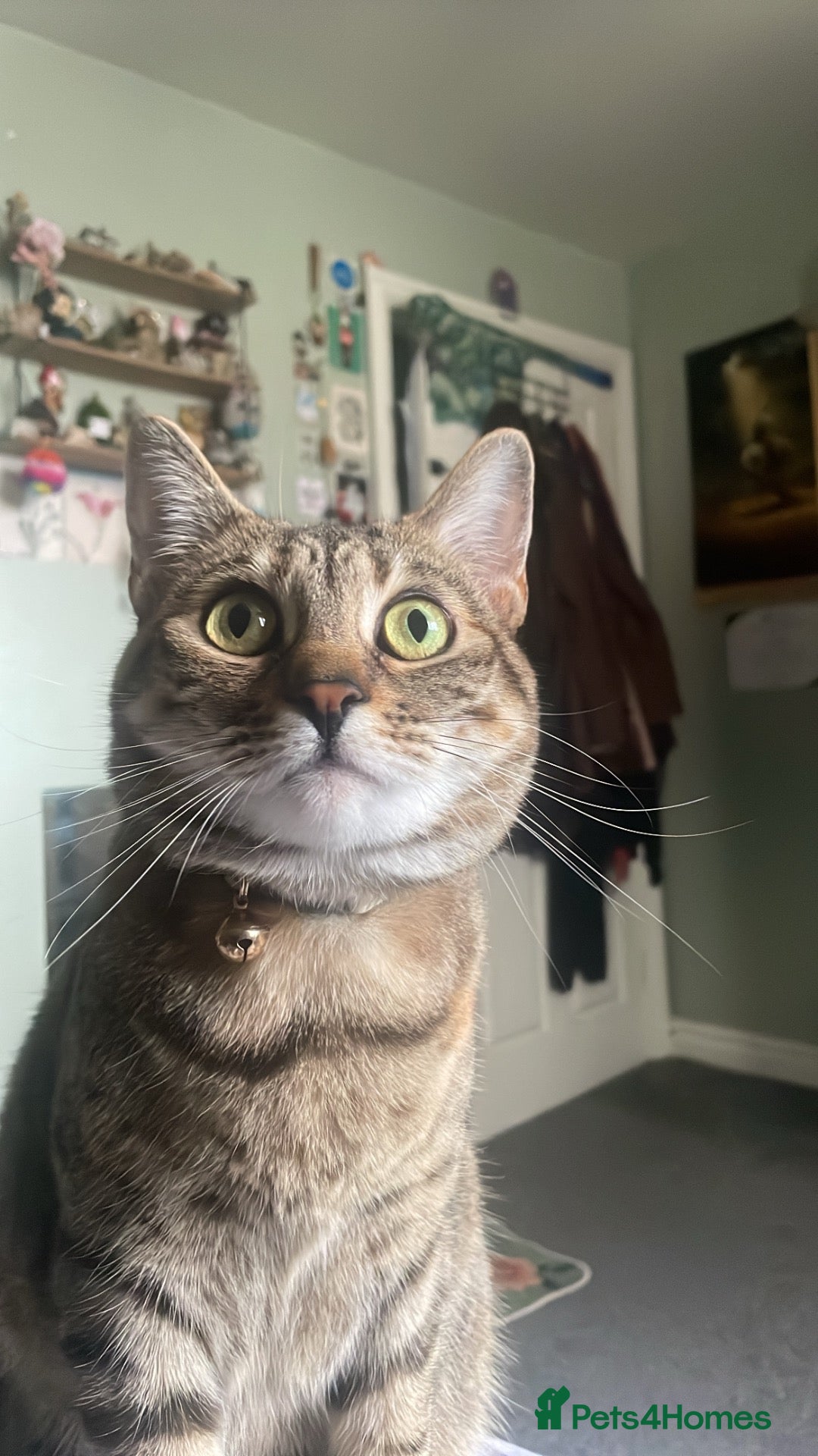 Mixed Breed cats Beautiful Bengal Tabby Mix  - Advert 1