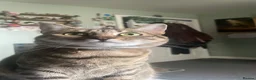 Mixed Breed cats for sale: Beautiful Bengal Tabby Mix  in Bolton - Advert 1
